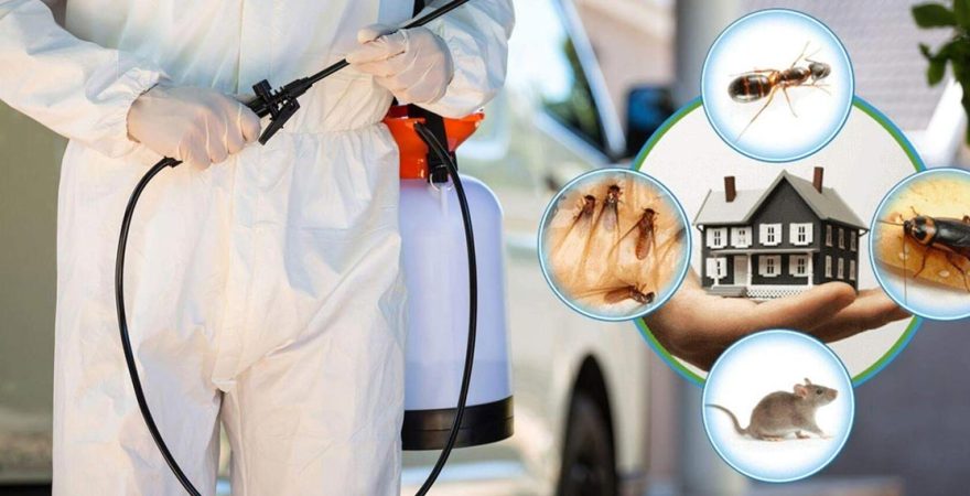 Tavas Böcek İlaçlama